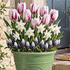 Porcelain & Amethyst Luxury Bulb Lasagne Kit Porcelain & Amethyst Luxury Bulb Lasagne Kit