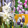 Porcelain & Amethyst Luxury Bulb Lasagne Kit Porcelain & Amethyst Luxury Bulb Lasagne Kit