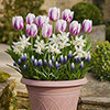 Porcelain & Amethyst Luxury Bulb Lasagne Kit Porcelain & Amethyst Luxury Bulb Lasagne Kit