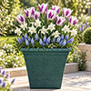 Porcelain & Amethyst Luxury Bulb Lasagne Kit Porcelain & Amethyst Luxury Bulb Lasagne Kit