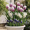 Porcelain & Amethyst Luxury Bulb Lasagne Kit Porcelain & Amethyst Luxury Bulb Lasagne Kit