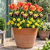 Sunset Glow Luxury Bulb Lasagne Kit