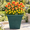 Sunset Glow Luxury Bulb Lasagne Kit