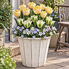 Lemon & Lime Luxury Bulb Lasagne Kit Lemon & Lime Luxury Bulb Lasagne Kit