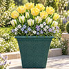 Lemon & Lime Luxury Bulb Lasagne Kit Lemon & Lime Luxury Bulb Lasagne Kit