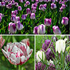 Raspberry & Ivory Luxury Bulb Lasagne Kit Raspberry & Ivory Luxury Bulb Lasagne Kit