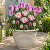 Raspberry & Ivory Luxury Bulb Lasagne Kit Raspberry & Ivory Luxury Bulb Lasagne Kit
