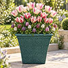 Raspberry & Ivory Luxury Bulb Lasagne Kit Raspberry & Ivory Luxury Bulb Lasagne Kit