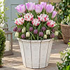 Raspberry & Ivory Luxury Bulb Lasagne Kit Raspberry & Ivory Luxury Bulb Lasagne Kit