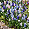 Muscari Rainbow Mixed Muscari Rainbow Mixed