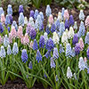 Muscari Rainbow Mixed Muscari Rainbow Mixed