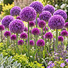 Allium Little & Large Collection Allium Little & Large Collection