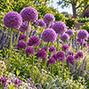 Allium Little & Large Collection Allium Little & Large Collection