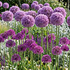 Allium Little & Large Collection Allium Little & Large Collection