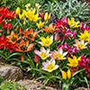 Tulip Spring Tapestry Tulip Spring Tapestry