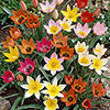 Tulip Spring Tapestry Tulip Spring Tapestry