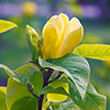 Magnolia Yellow Bird