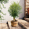 Extra Large Classic Olive Tree