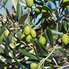 Extra Large Classic Olive Tree