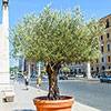 Extra Large Classic Olive Tree