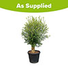 Extra Large Classic Olive Tree