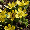 British Native Aconites In the Green British Native Aconites In the Green