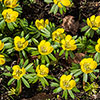British Native Aconites In the Green British Native Aconites In the Green