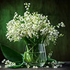 Lily of the Valley