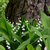 Lily of the Valley