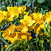 Gladiolus & Freesia Drop-In Bulb Pack Gladiolus & Freesia Drop-In Bulb Pack
