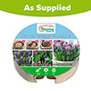Tulip & Muscari Drop In Bulb Kit Tulip & Muscari Drop In Bulb Kit