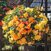 Begonia Apricot Shades
