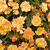 Begonia Apricot Shades