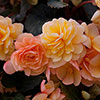 Begonia Apricot Shades