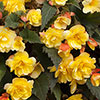 Begonia Apricot Shades
