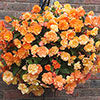 Begonia Apricot Shades