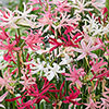 Nerine Hybridisers Mix