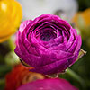 Mixed Colour Ranunculus