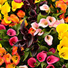 Colourful Calla Lily Collection Colourful Calla Lily Collection