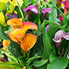 Colourful Calla Lily Collection Colourful Calla Lily Collection