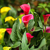 Colourful Calla Lily Collection Colourful Calla Lily Collection