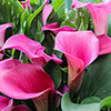 Colourful Calla Lily Collection Colourful Calla Lily Collection