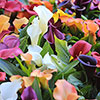 Colourful Calla Lily Collection Colourful Calla Lily Collection