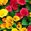 Colourful Calla Lily Collection Colourful Calla Lily Collection