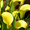 Colourful Calla Lily Collection Colourful Calla Lily Collection