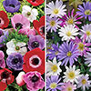 Anemone Bulb Mix
