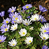 Anemone Bulb Mix