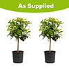 Pair of Large Lemon Trees Pair of Large Lemon Trees
