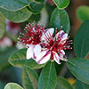 Pineapple Guava - Acca sellowiana