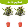 Oleander Shades of Pink Standards